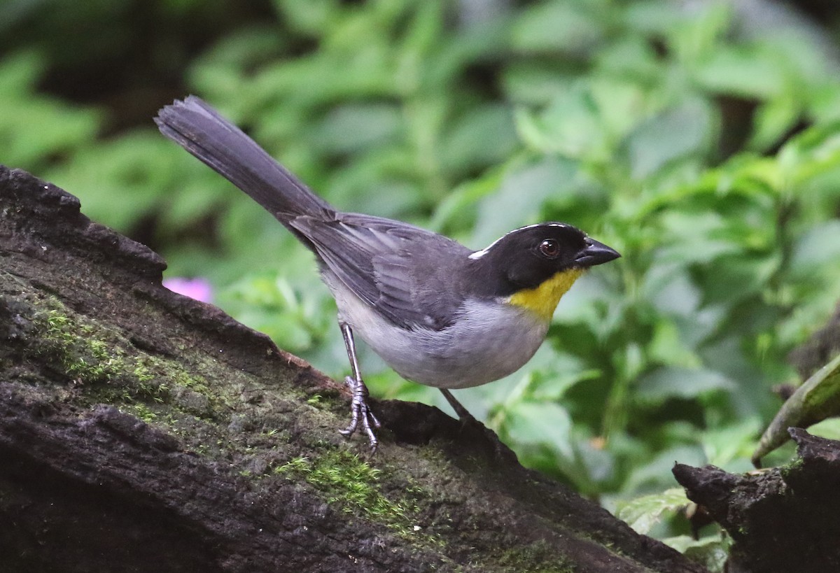 White-naped Brushfinch - ML640680275