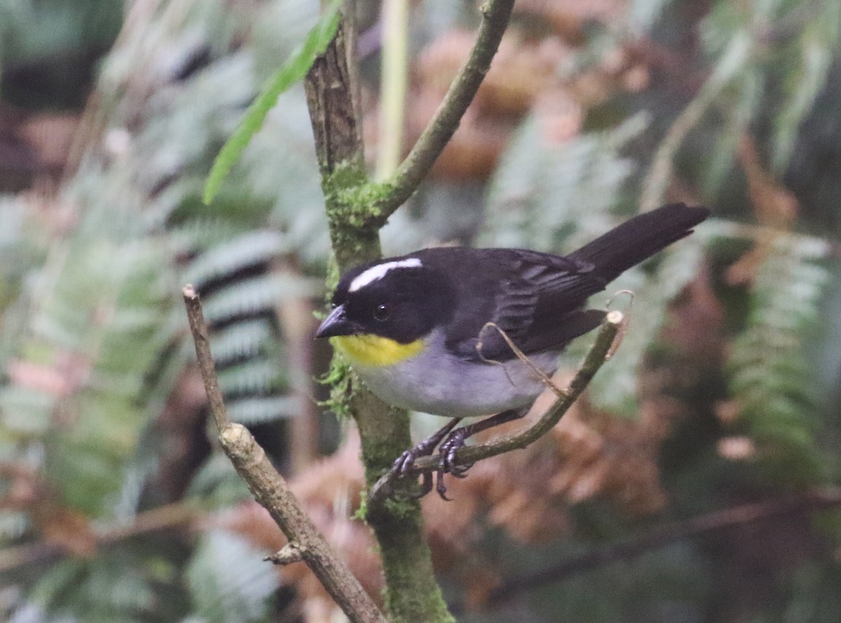 White-naped Brushfinch - ML640680279