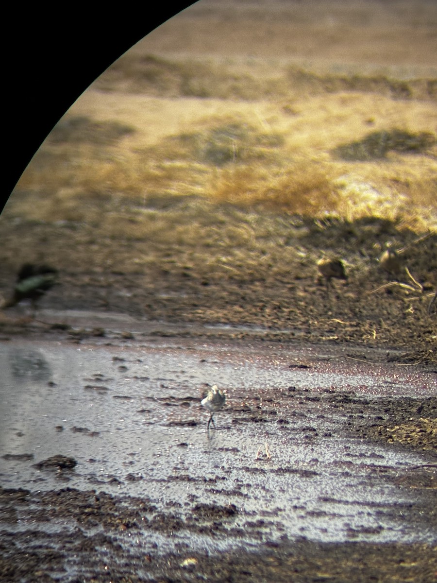 Greater Yellowlegs - ML640680316