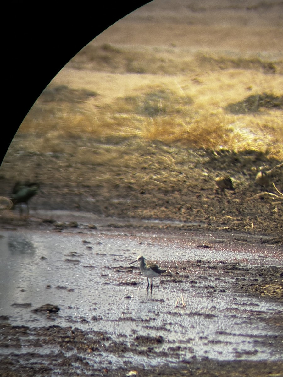 Greater Yellowlegs - ML640680317