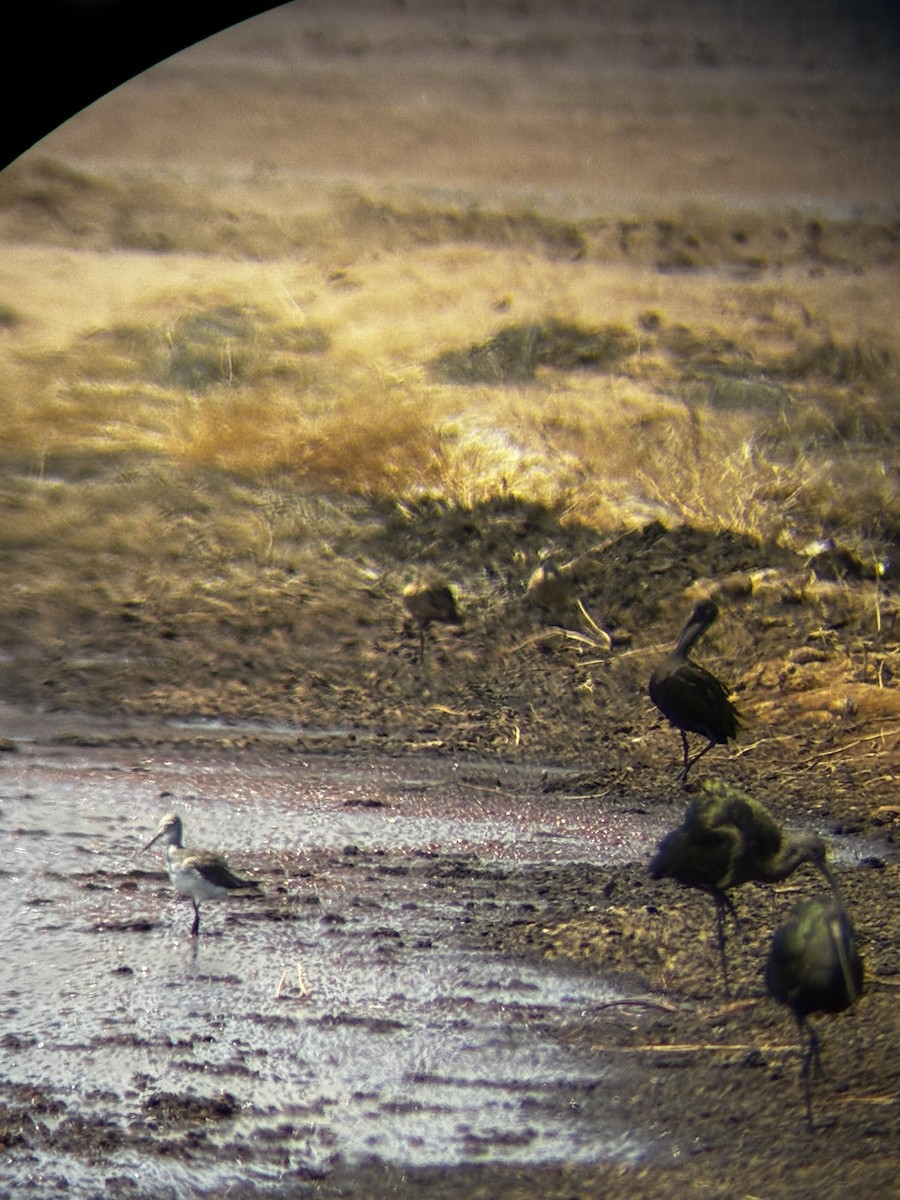 Greater Yellowlegs - ML640680318