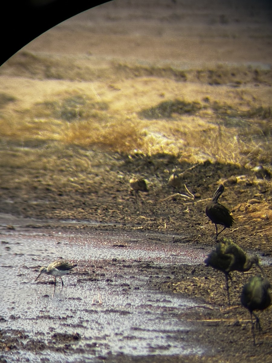 Greater Yellowlegs - ML640680319