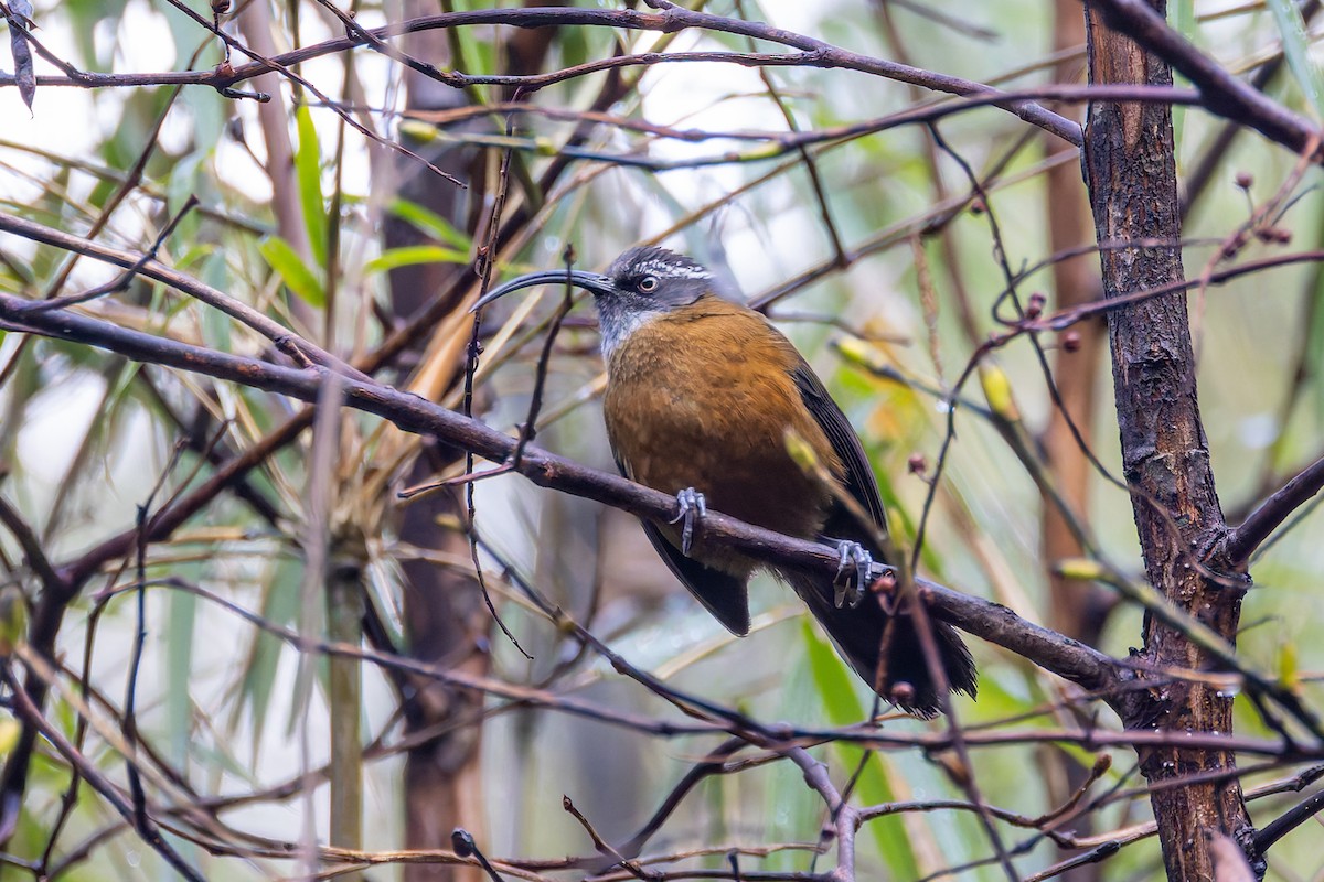 Slender-billed Scimitar-Babbler - ML640680398