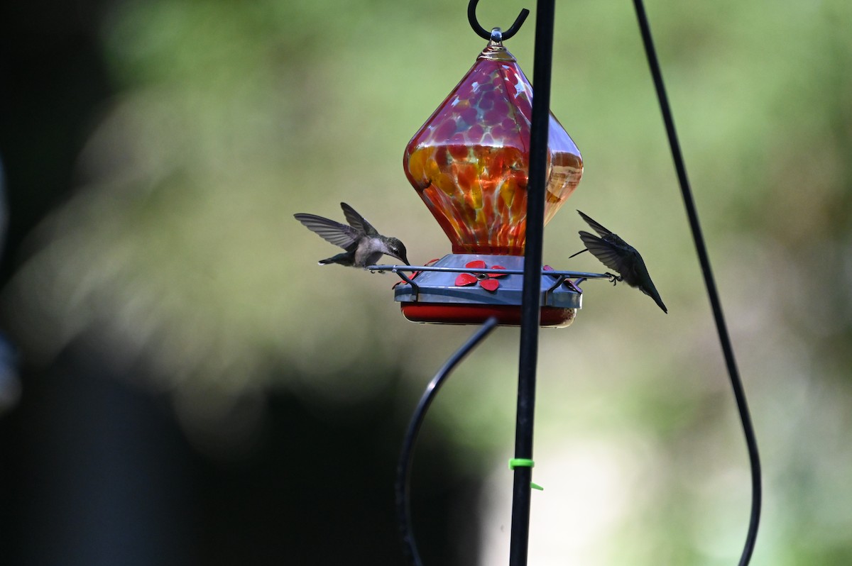 Ruby-throated Hummingbird - ML640680440