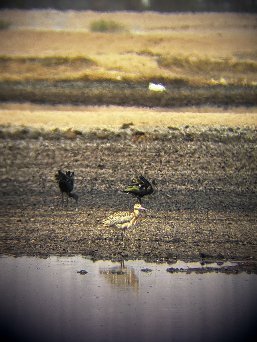 Long-billed Curlew - ML640680444