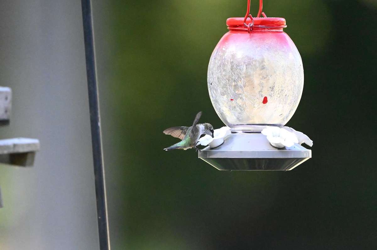 Ruby-throated Hummingbird - ML640680449