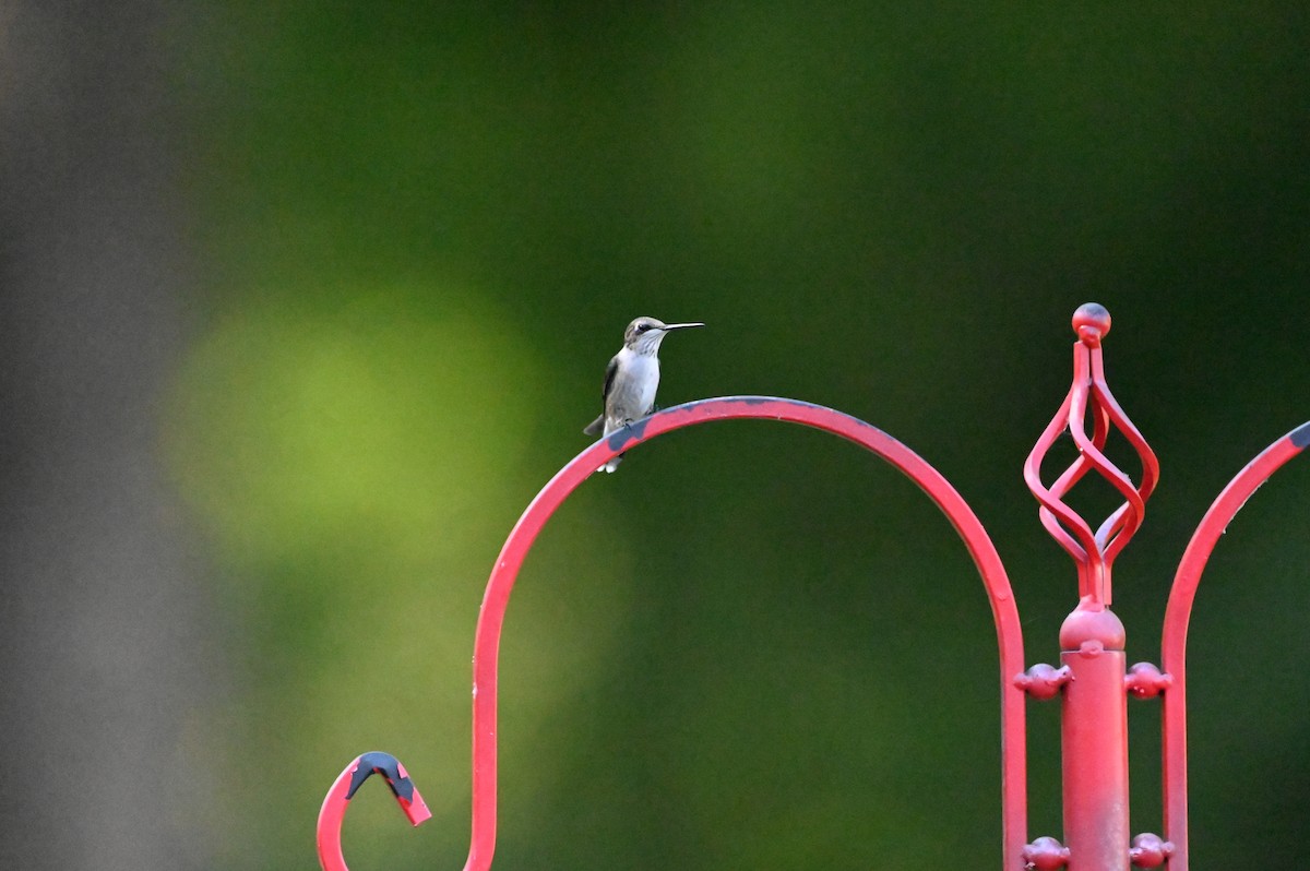 Ruby-throated Hummingbird - ML640680455