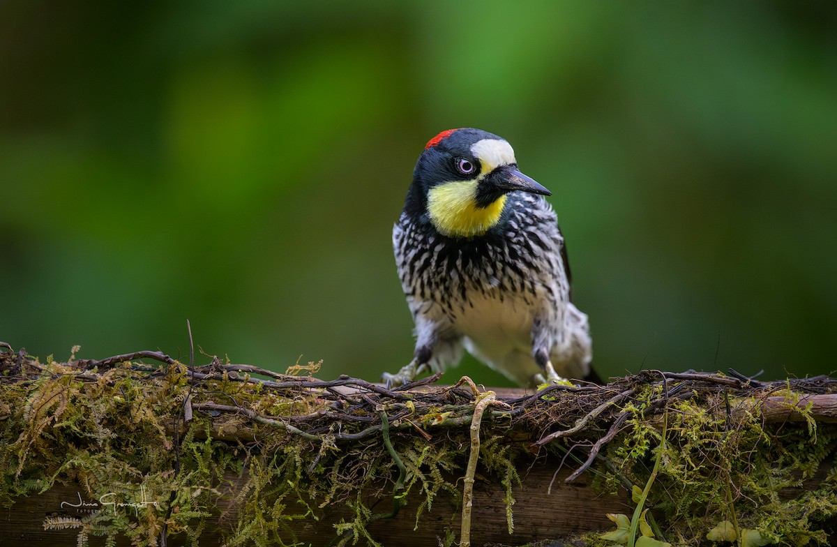 Acorn Woodpecker - ML640680469