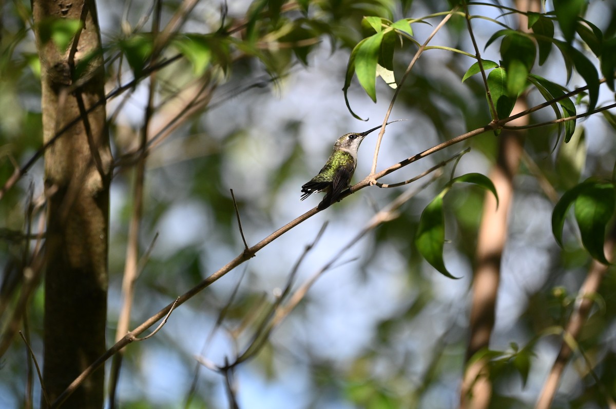 Ruby-throated Hummingbird - ML640680470