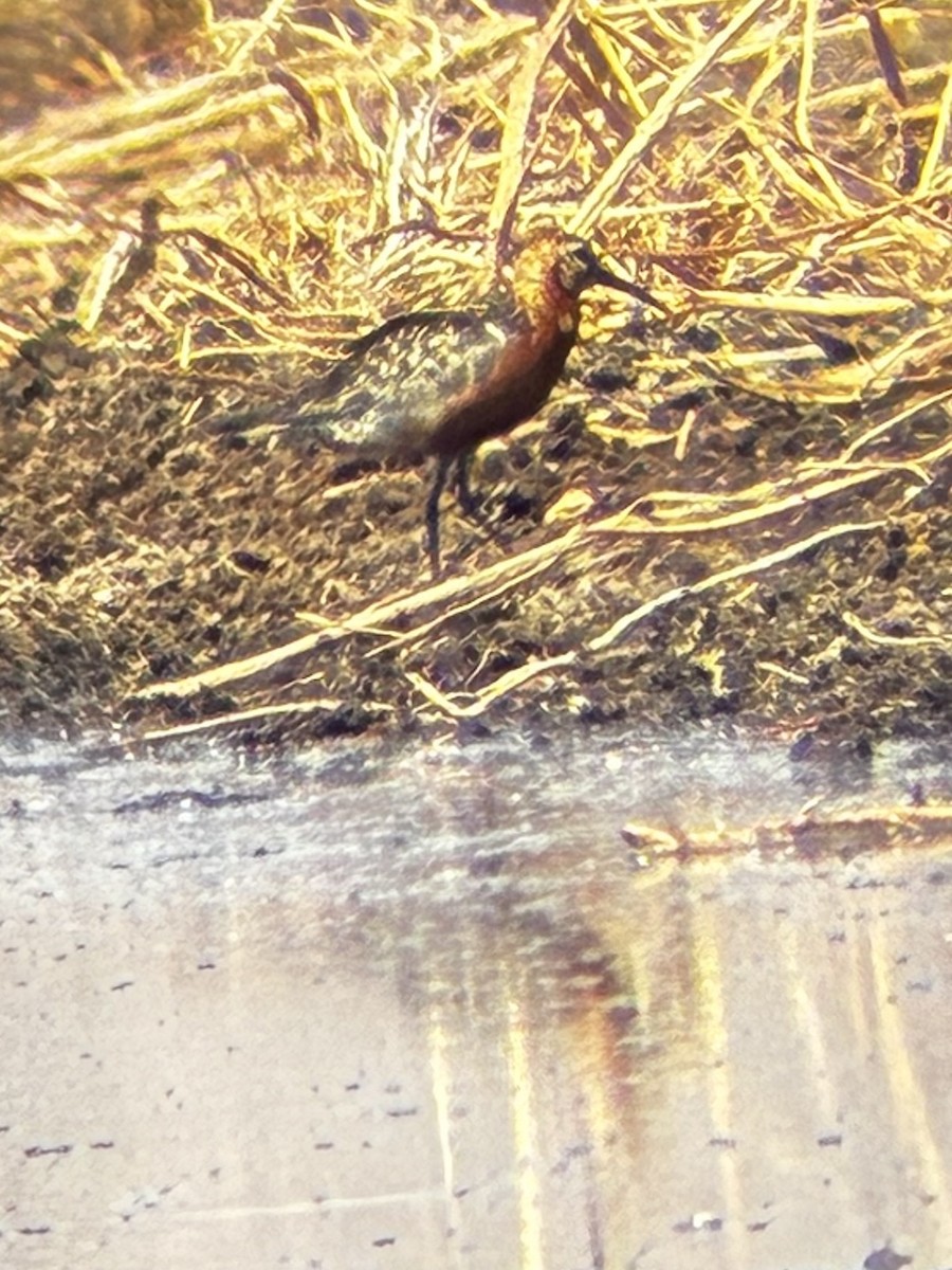Curlew Sandpiper - ML640680477