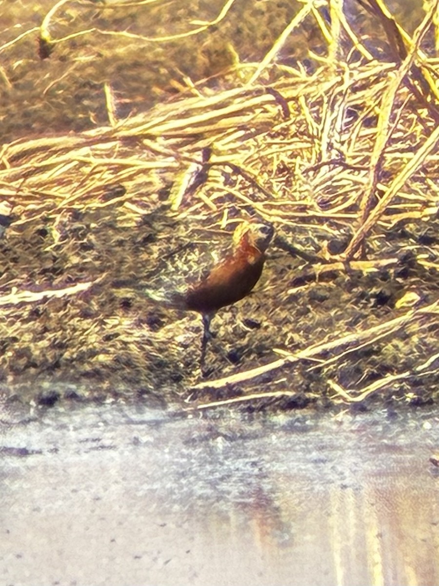 Curlew Sandpiper - ML640680478