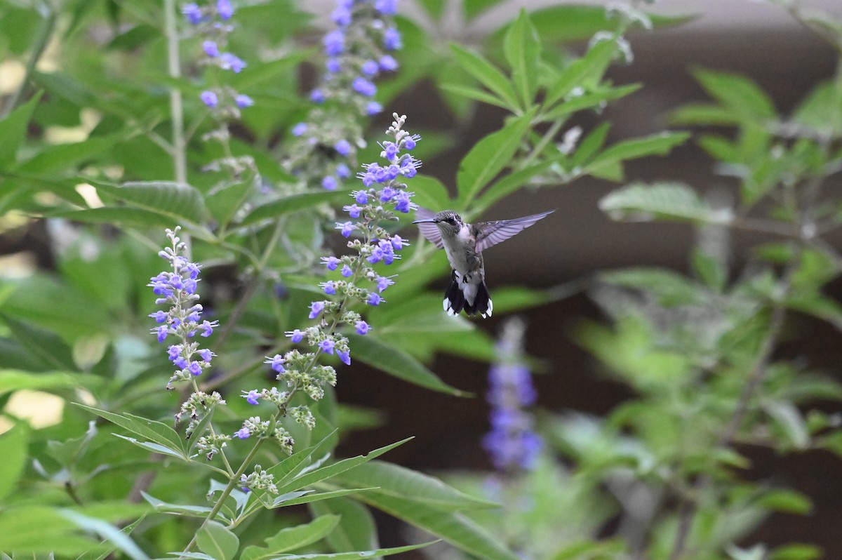 Ruby-throated Hummingbird - ML640680487