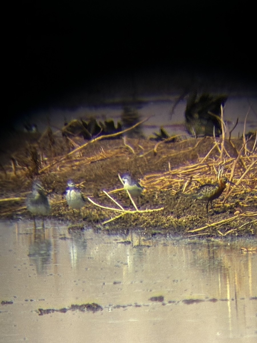 Curlew Sandpiper - ML640680513