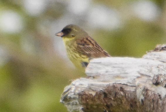 Masked Bunting - ML640680517