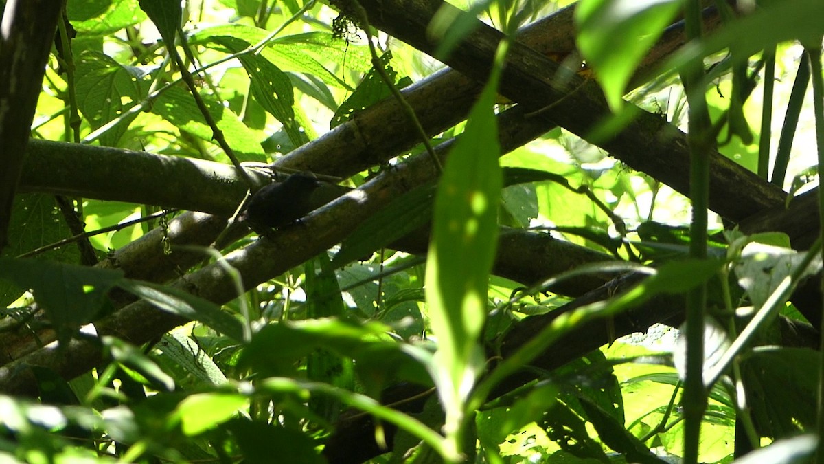 Silvery-fronted Tapaculo - ML640680526