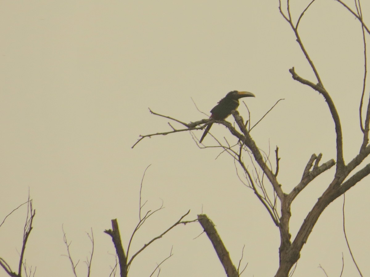 Many-banded Aracari - ML640680588