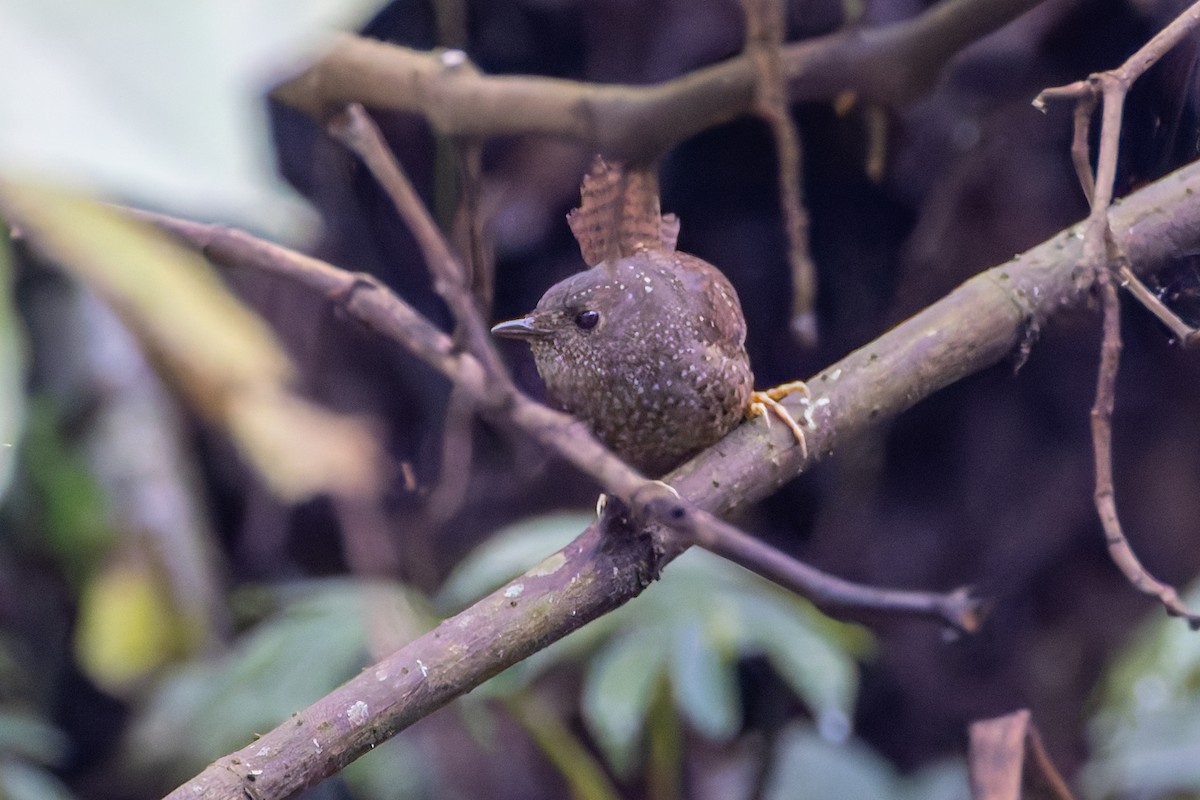 Spotted Elachura - ML640680658