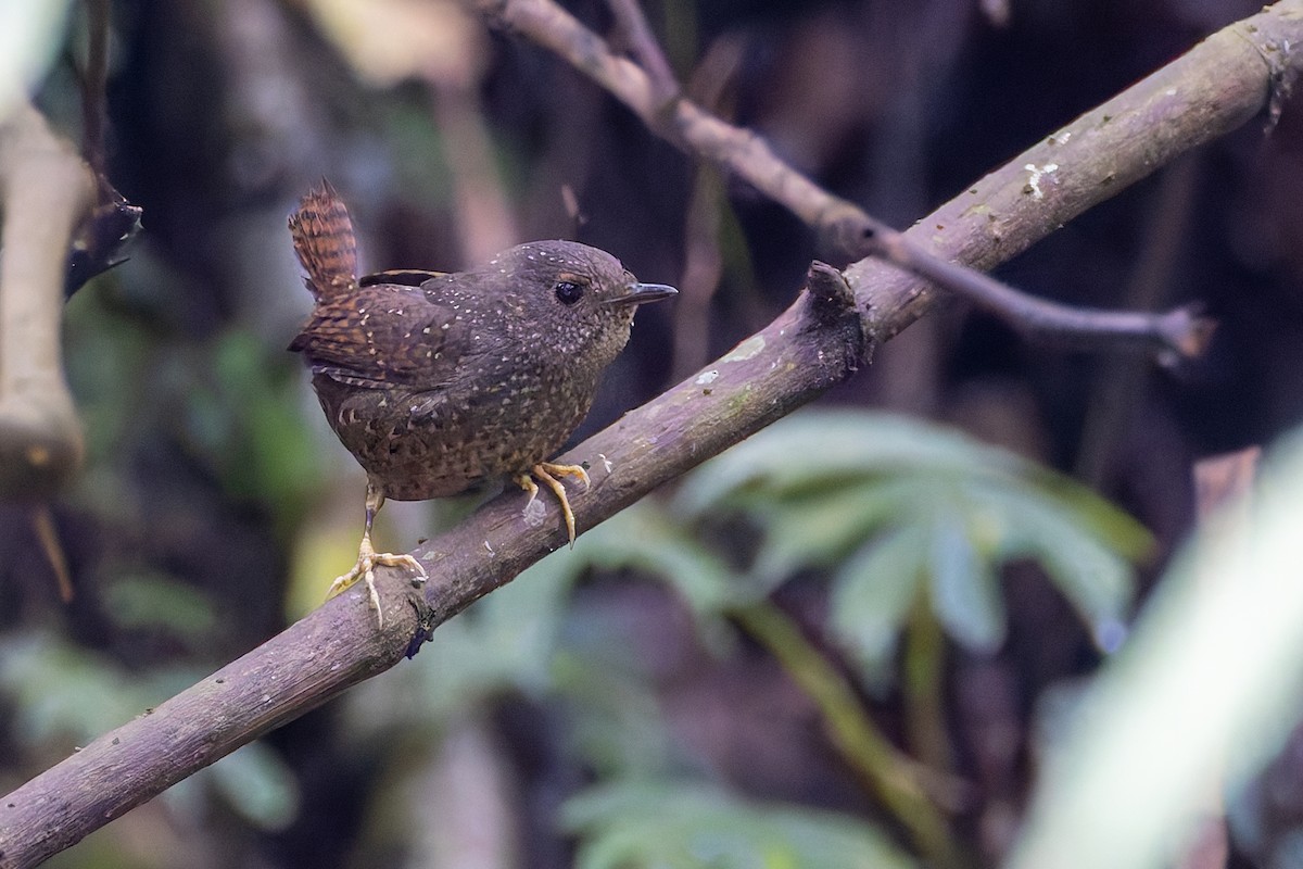 Spotted Elachura - ML640680659