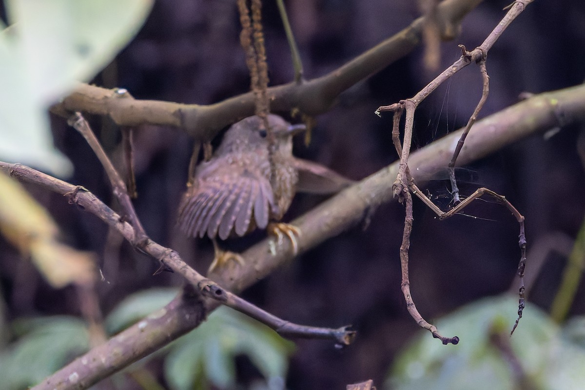 Spotted Elachura - ML640680661