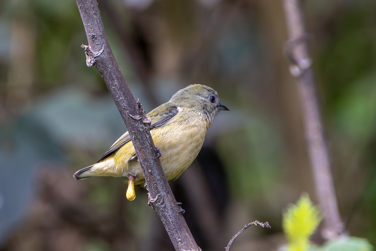 Fire-breasted Flowerpecker - ML640680665