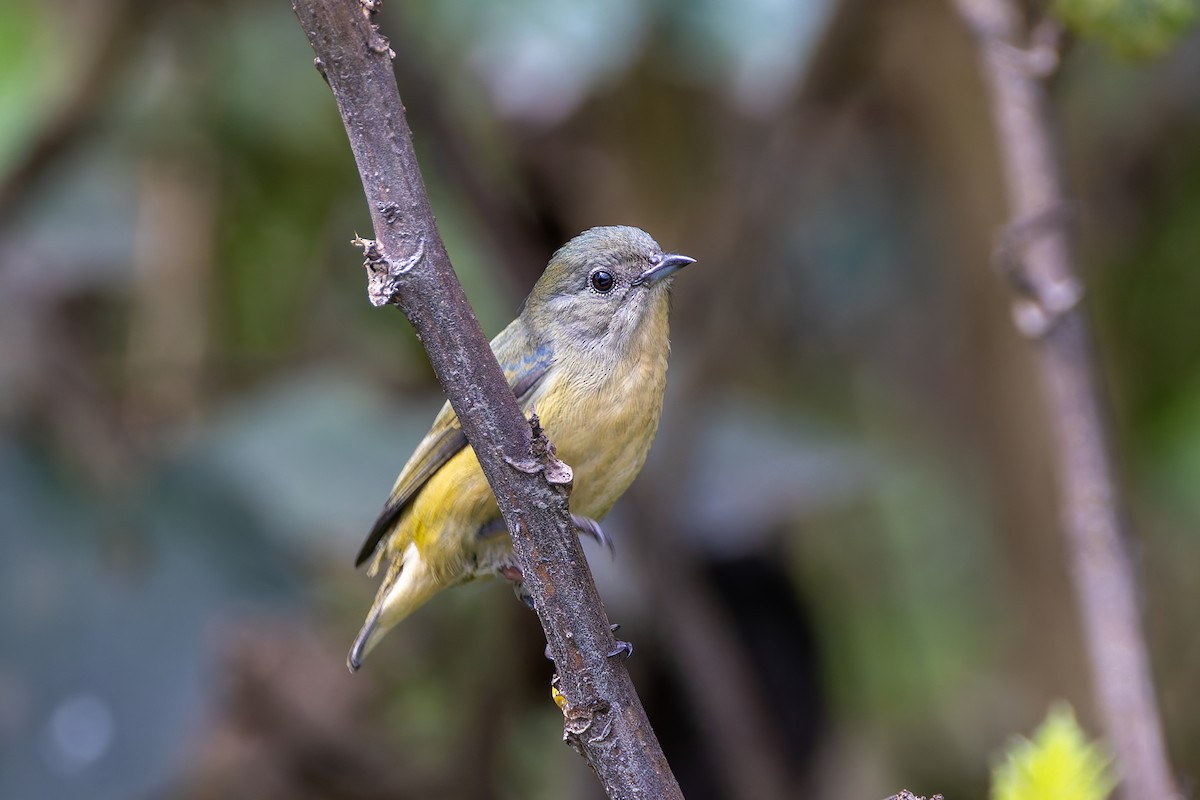Fire-breasted Flowerpecker - ML640680671
