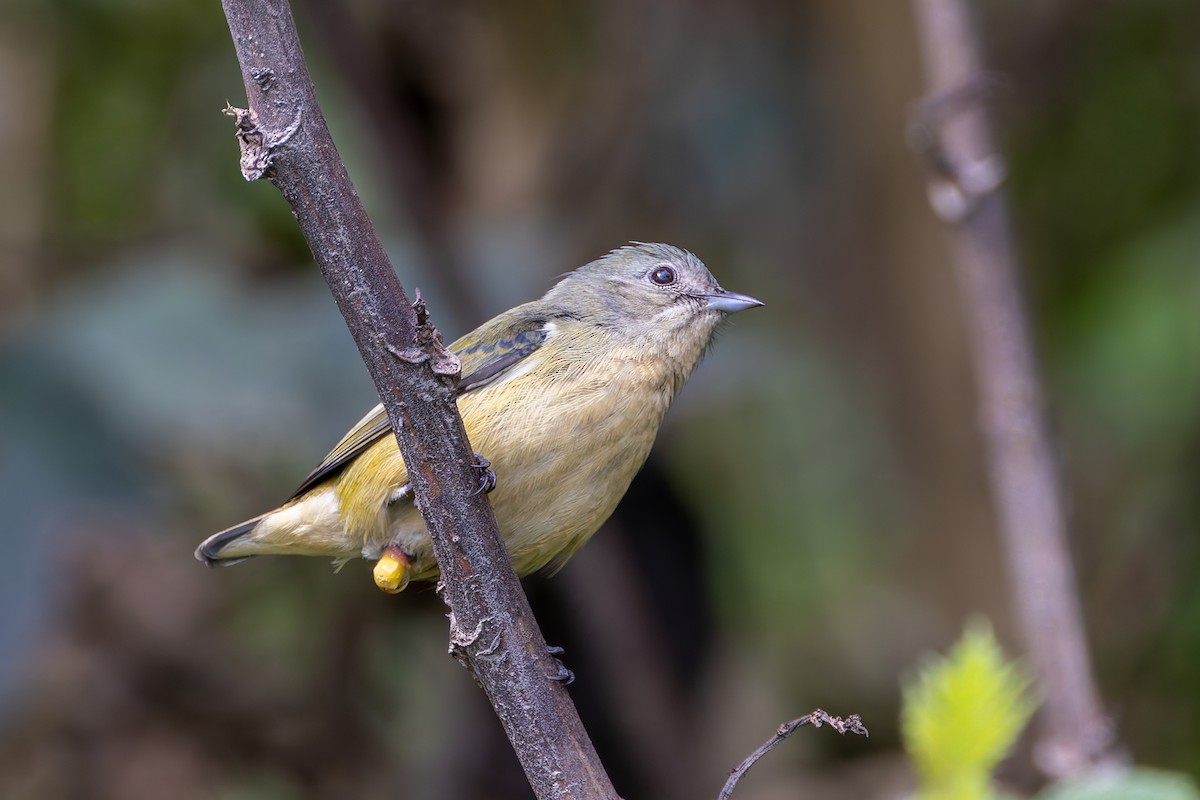 Fire-breasted Flowerpecker - ML640680672