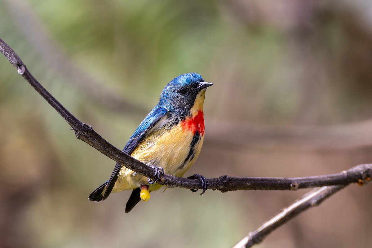 Fire-breasted Flowerpecker - ML640680673