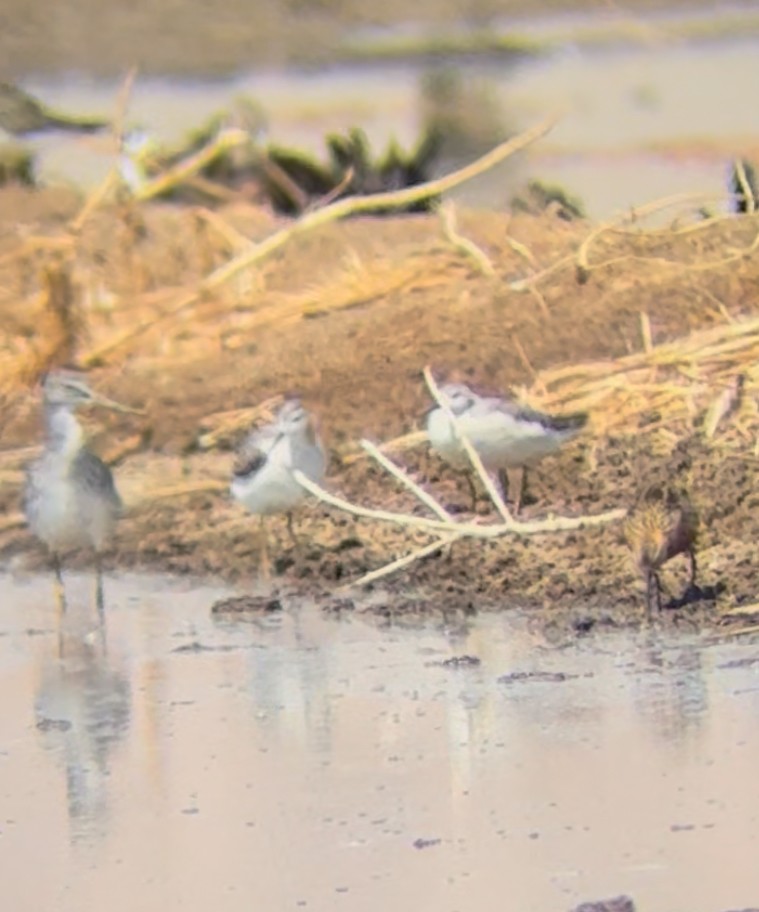 Short-billed Dowitcher - ML640680757