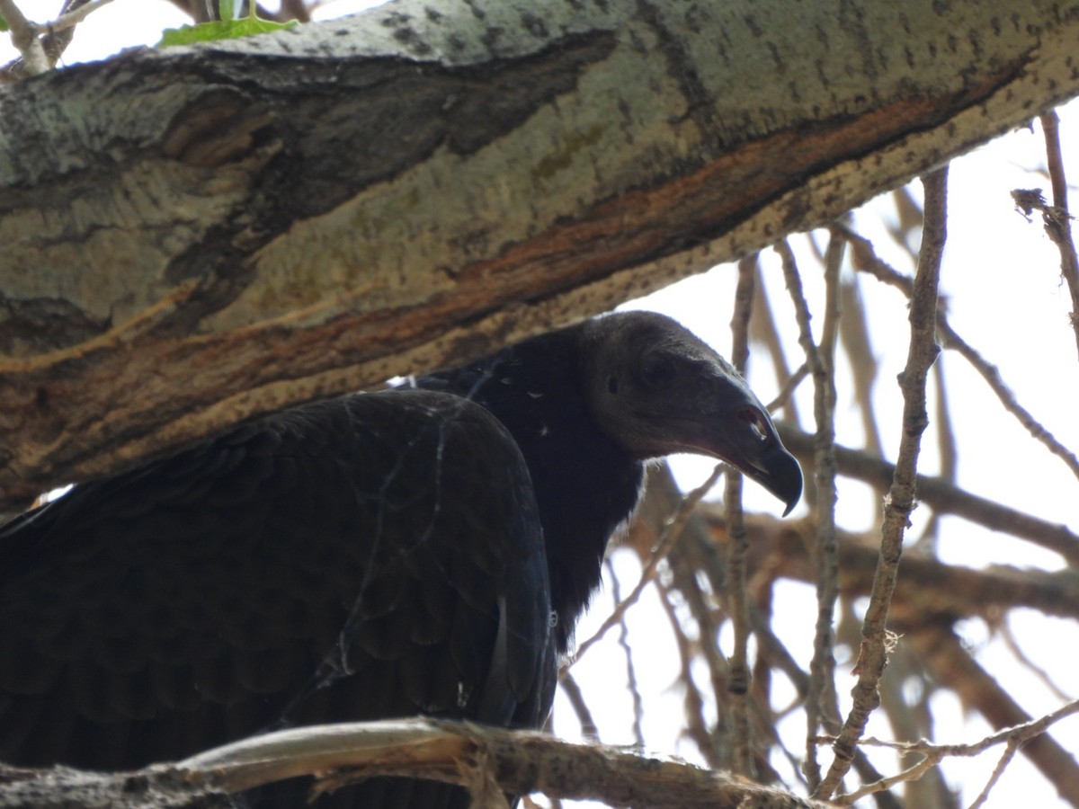 Turkey Vulture - ML640680871