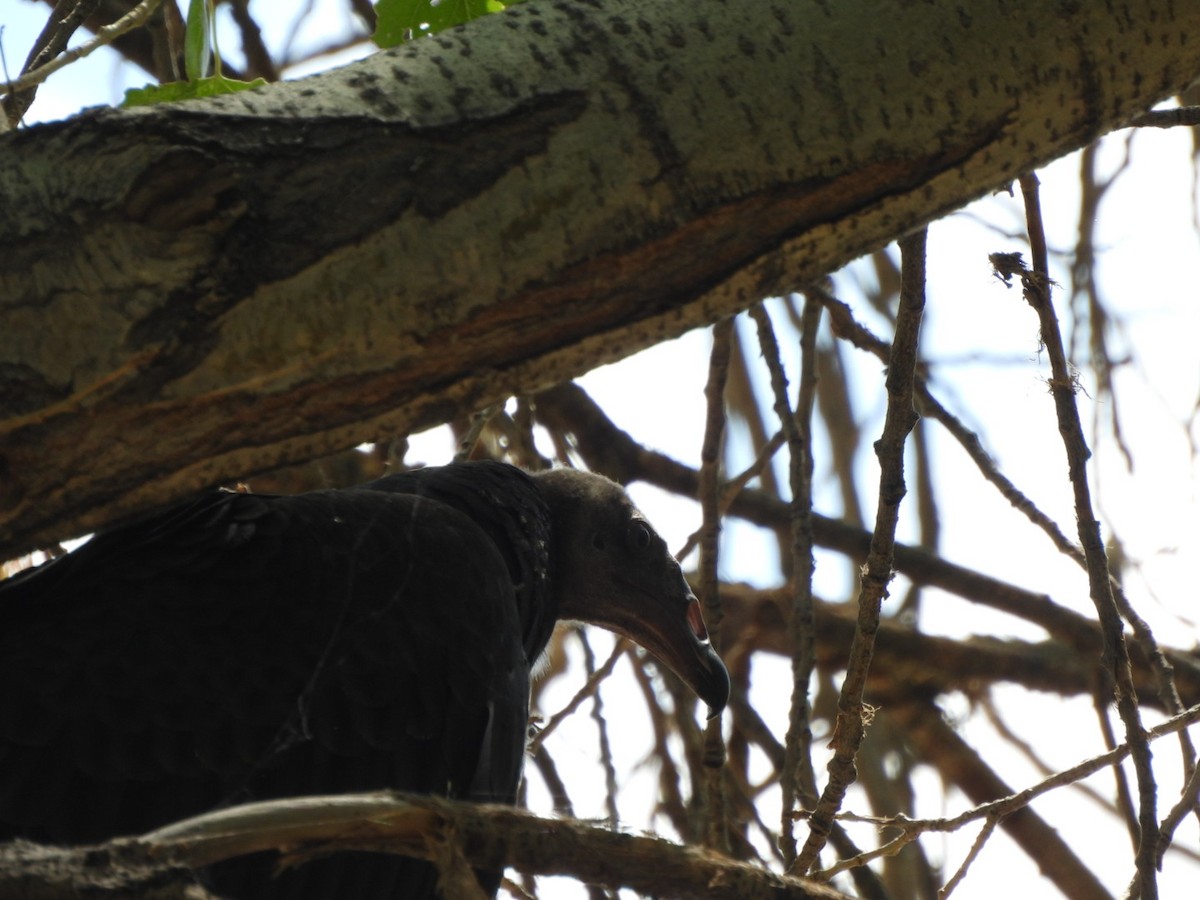 Turkey Vulture - ML640680874