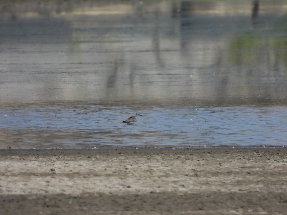 Greater Yellowlegs - ML640680882