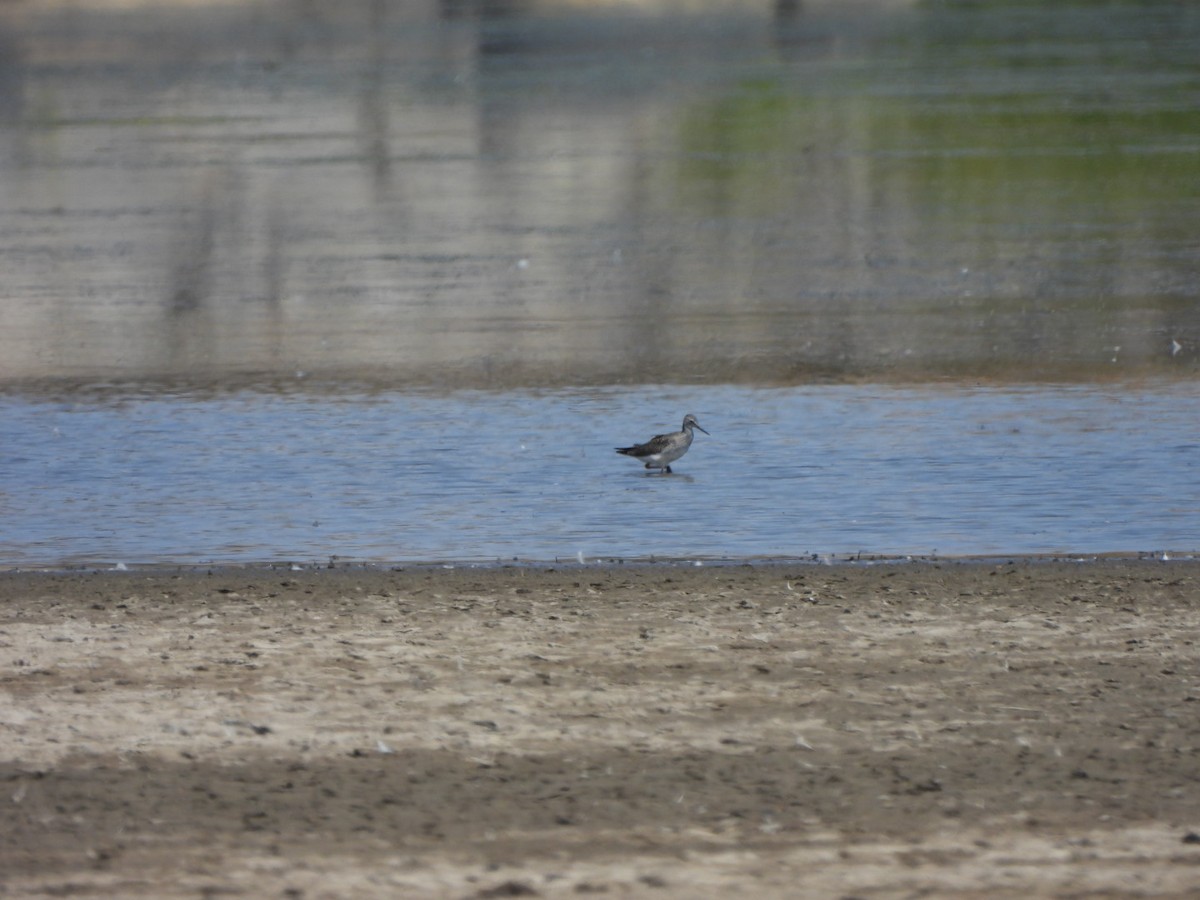 Greater Yellowlegs - ML640680883