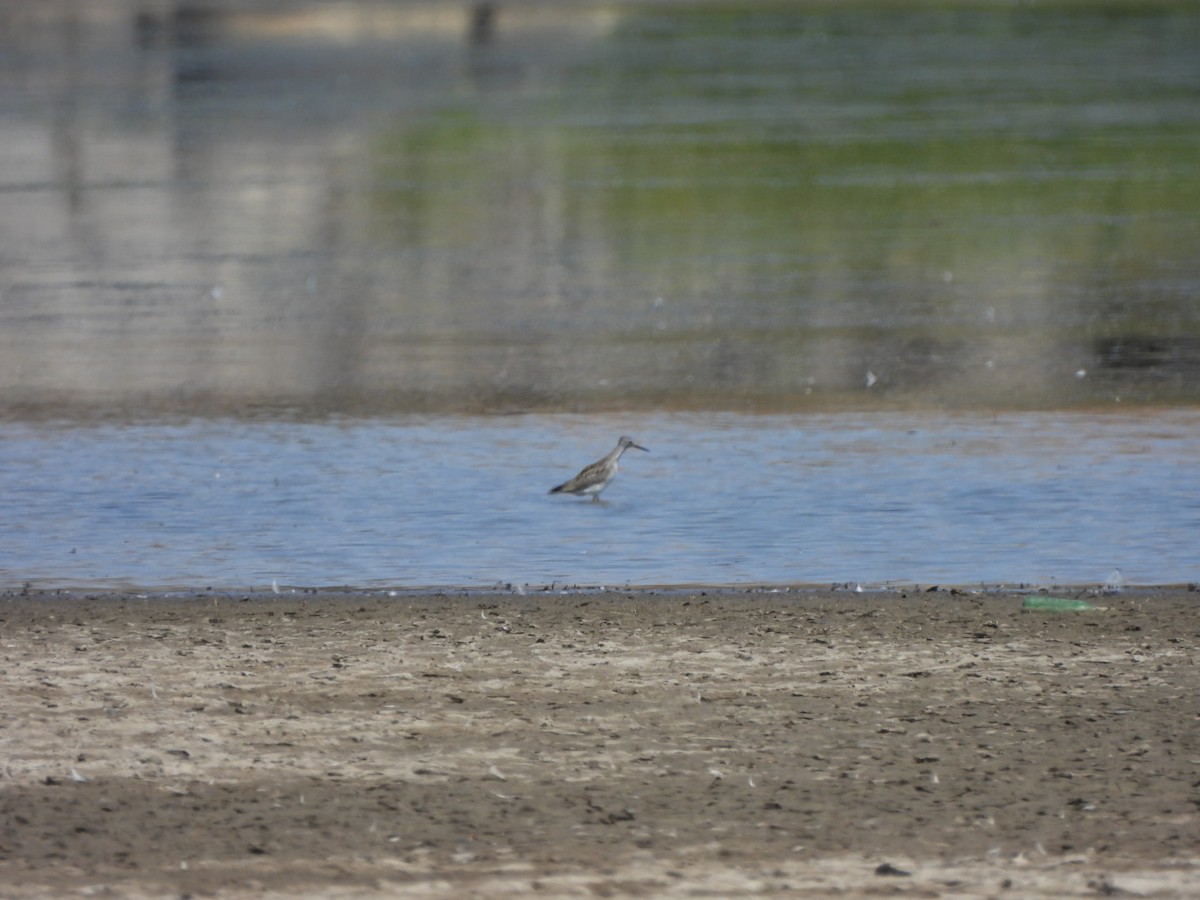 Greater Yellowlegs - ML640680884