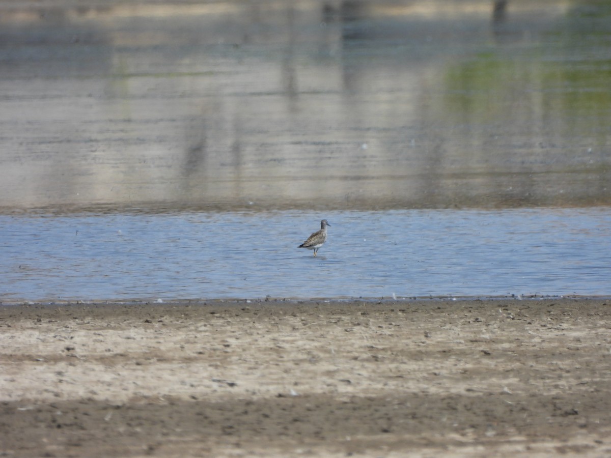 Greater Yellowlegs - ML640680885