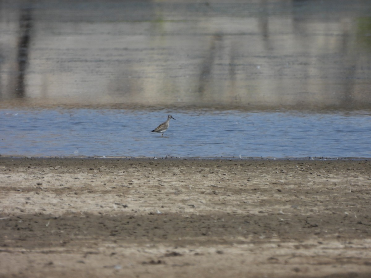 Greater Yellowlegs - ML640680887