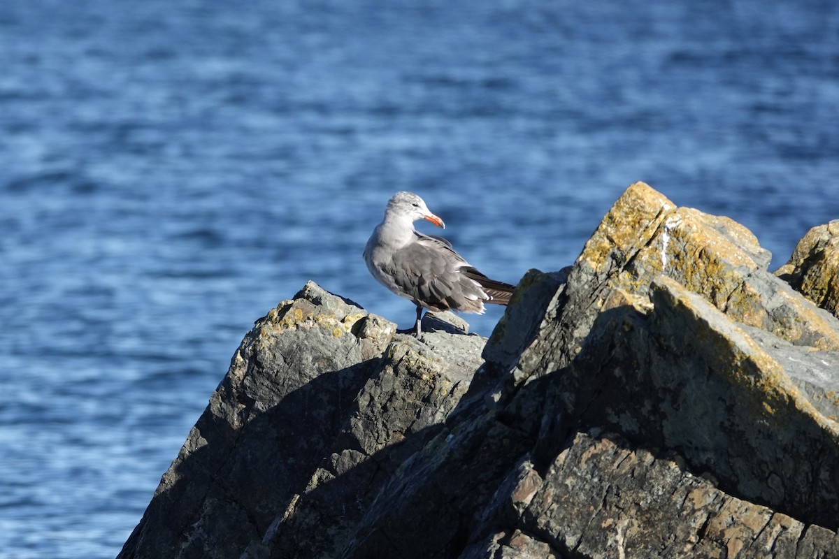 Heermann's Gull - ML640680897