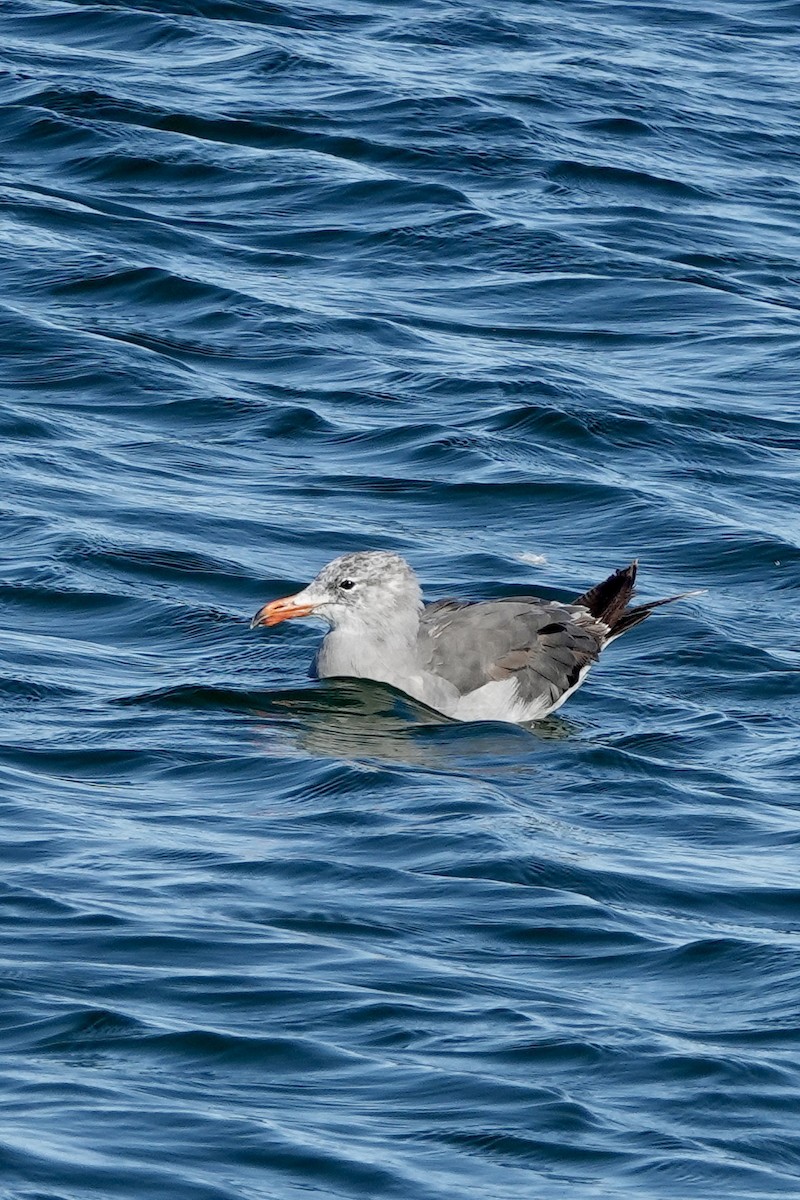 Heermann's Gull - ML640680898