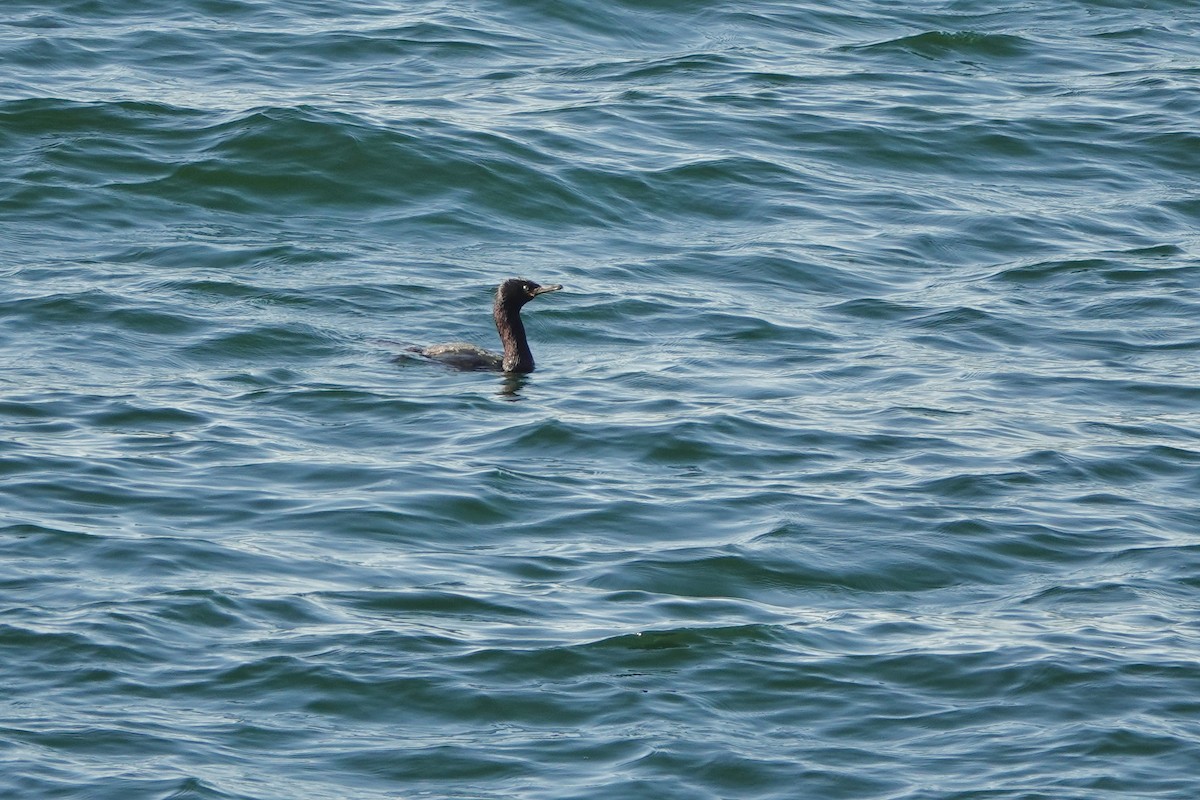 Brandt's Cormorant - ML640680899