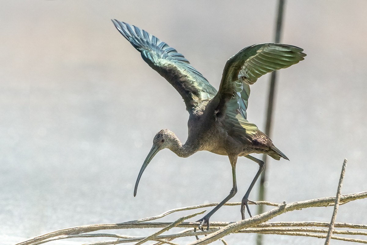 White-faced Ibis - ML640680903