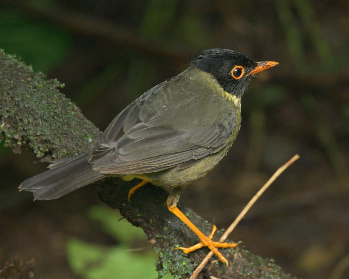 Sclatermusendrossel - ML640680960