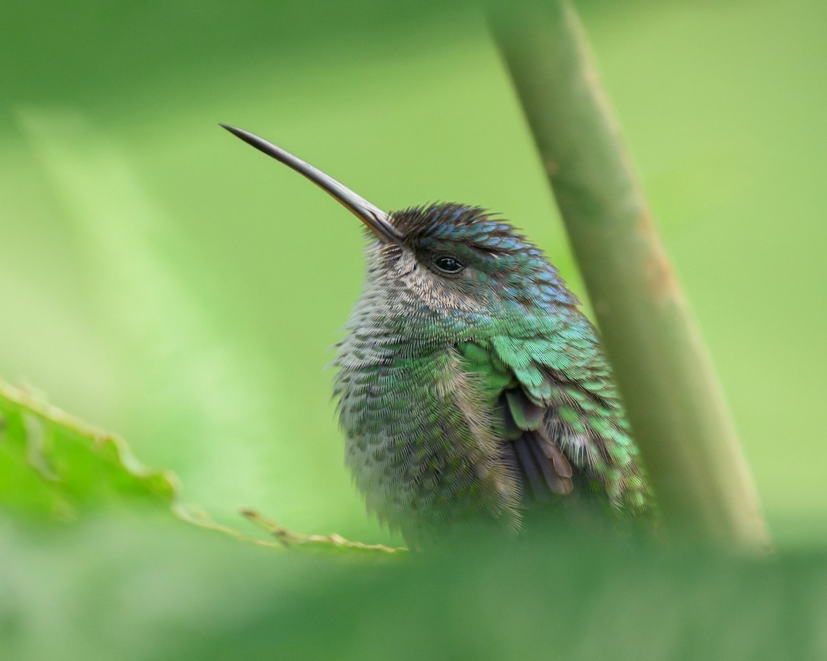 Golden-tailed Sapphire - ML640680998