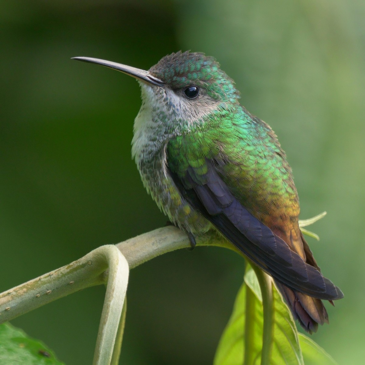 Golden-tailed Sapphire - ML640680999