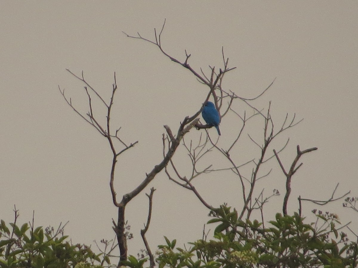 Plum-throated Cotinga - ML640681003