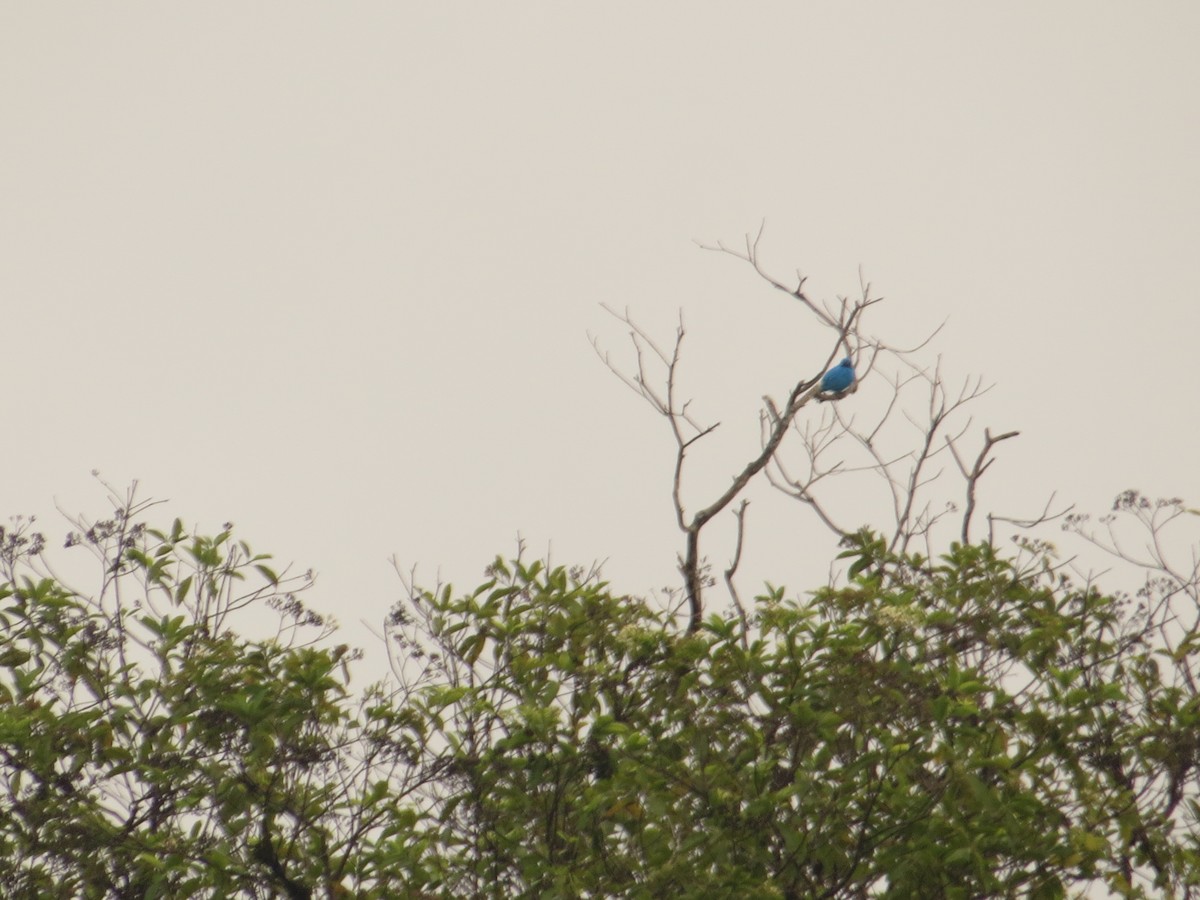 Plum-throated Cotinga - ML640681019