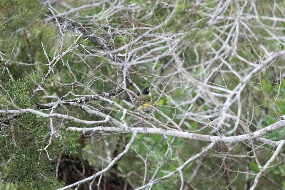 Black-capped Vireo - ML640681046