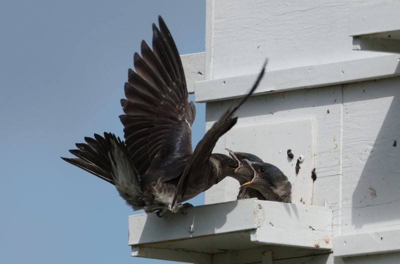 Purple Martin - ML640681053