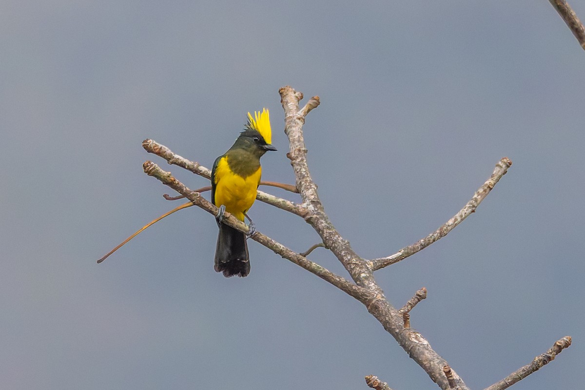 Sultan Tit - ML640681062