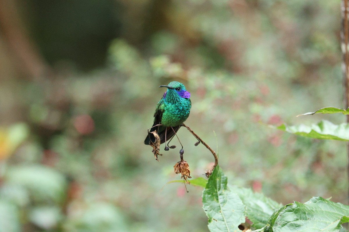 Lesser Violetear - ML640681063