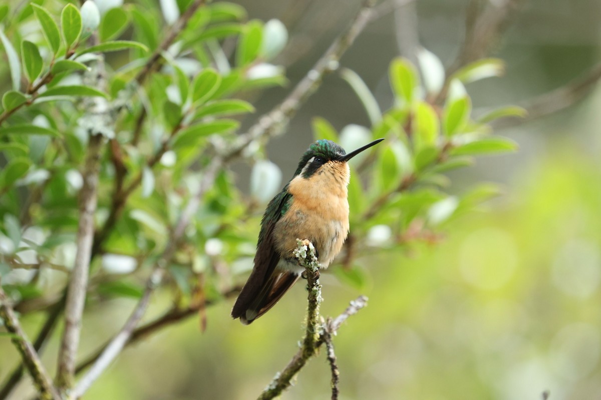 White-throated Mountain-gem - ML640681086