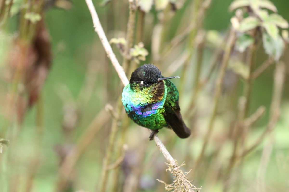 Fiery-throated Hummingbird - ML640681133